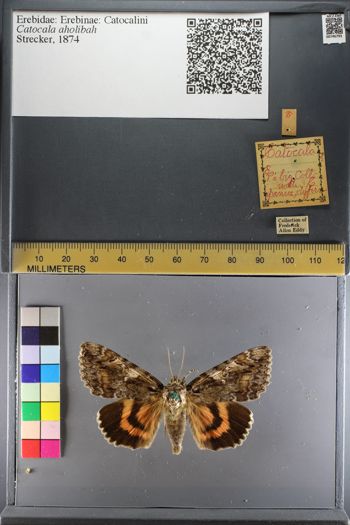 Media type: image;   Entomology 746793